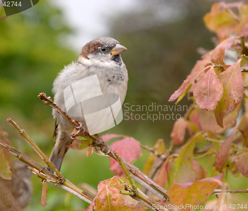 Image of Brown house sparrow (Passer domesticus) on an autumn tree, botanical garden, Gothenburg, Sweden
