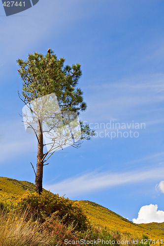 Image of Tree