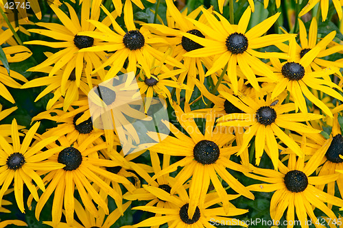 Image of Orange flower of Rudbeckia fulgida var speciosa "Goldsturm" Asteraceae (Orange Coneflower) botanical garden Gothenburg Sweden