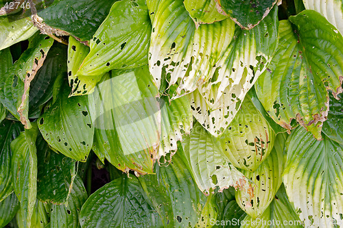 Image of Texture of green leaves of Hosta "Wide Brim", Liliaceae, (plantain lily, funkia) botanical garden Gothenburg Sweden