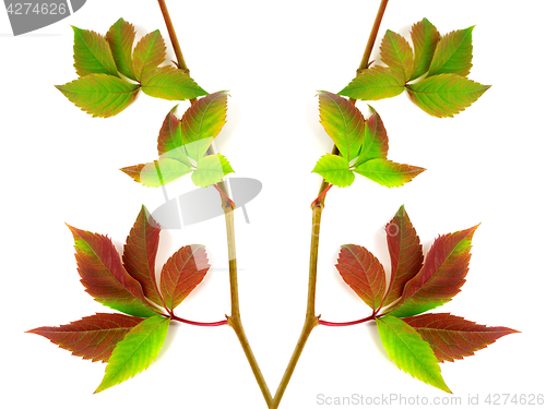 Image of Composition of multicolor twigs grapes leaves