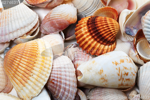 Image of Various seashells in summer