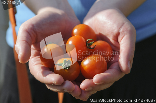 Image of Tomato harvest. Farmer's hands with freshly harvested tomatoes