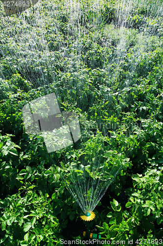 Image of irrigation on the field