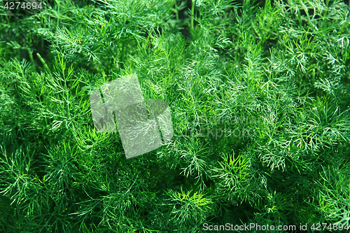 Image of green fennel which is growing up