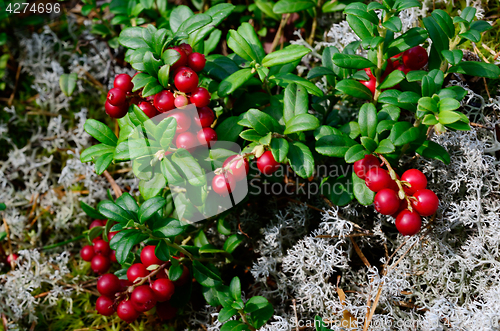 Image of berry cranberries and moss