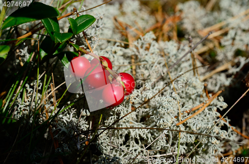 Image of berry cranberries and moss