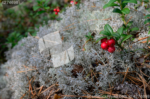 Image of berry cranberries and moss