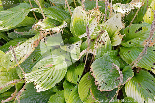 Image of Texture of green leaves of Hosta "Wide Brim", Liliaceae, (plantain lily, funkia) botanical garden Gothenburg Sweden