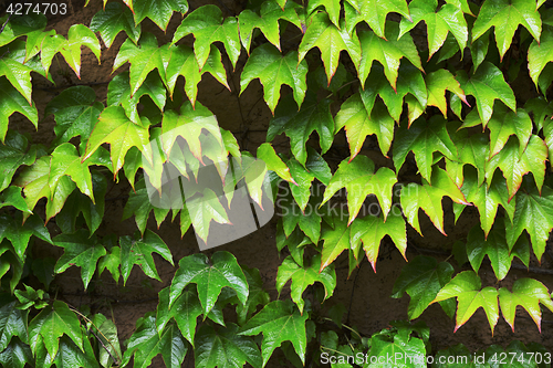 Image of wall covered with leaves of a girlish grapes