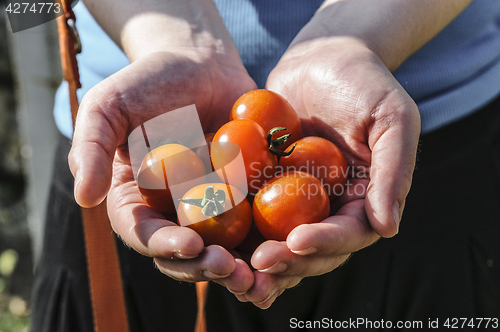 Image of Tomato harvest. Farmer's hands with freshly harvested tomatoes