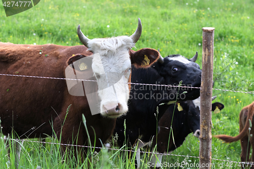 Image of cattle graze on pasture