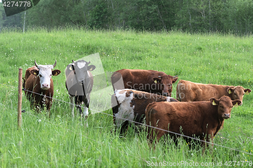 Image of cattle graze on pasture