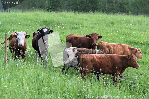 Image of cattle graze on pasture