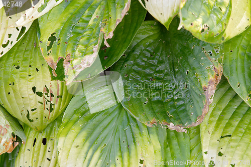 Image of Texture of green leaves of Hosta "Wide Brim", Liliaceae, (plantain lily, funkia) botanical garden Gothenburg Sweden