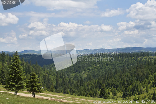 Image of Forest landscape