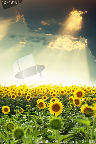 Image of field of sunflowers