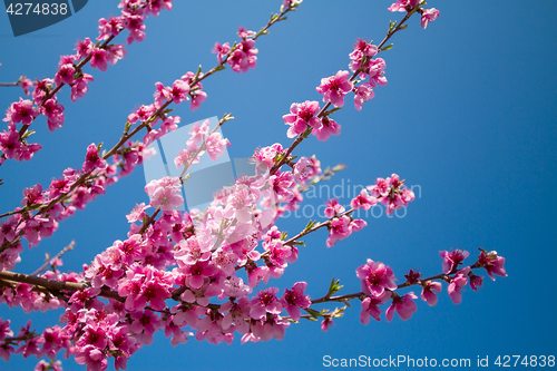 Image of Blossoming peach close-up