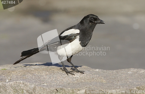 Image of Magpie.