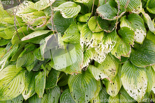 Image of Texture of green leaves of Hosta "Wide Brim", Liliaceae, (plantain lily, funkia) botanical garden Gothenburg Sweden