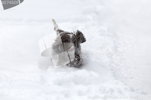 Image of english cocker spaniel dog playing in fresh snow