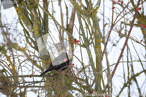 Image of male of Common black bird in winter