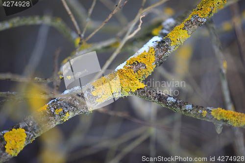 Image of Yellow parasitic fungus on twig in winter