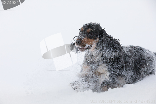 Image of english cocker spaniel dog playing in fresh snow