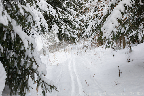 Image of A serene winter landscape with trees covered in snow