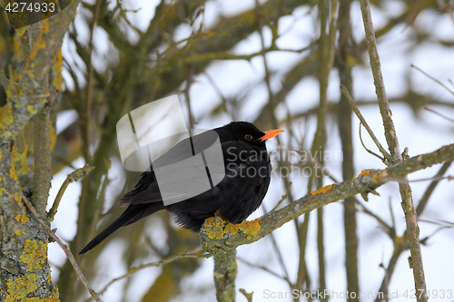 Image of male of Common black bird in winter