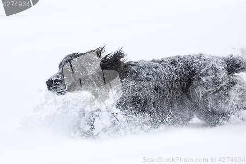 Image of english cocker spaniel dog playing in fresh snow