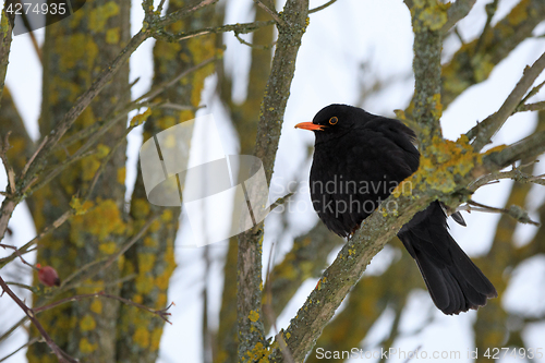 Image of male of Common black bird in winter