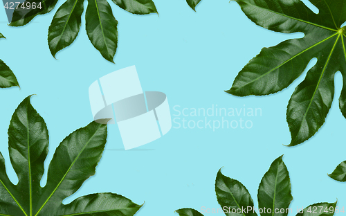 Image of green leaves on blue background