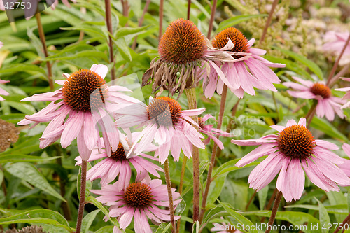 Image of Pink flowers of Echinacea purpurea "Magnus", Asteraceae, (Purple coneflower) botanical garden, Gothenburg, Sweden