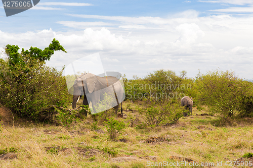 Image of elephant with baby or calf in savannah at africa