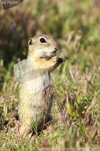 Image of european ground squirrel closeup