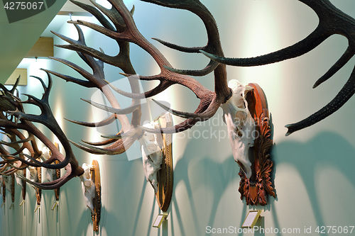 Image of collection of wall mounted red deer hunting trophies