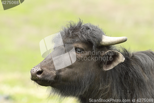 Image of portrait of juvenile domestic  black buffalo