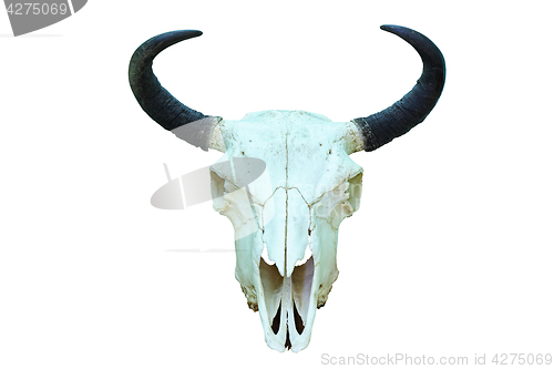 Image of european bison isolated skull