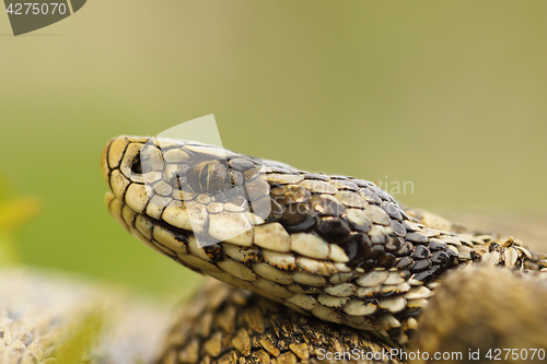 Image of macro image of hungarian meadow viper head