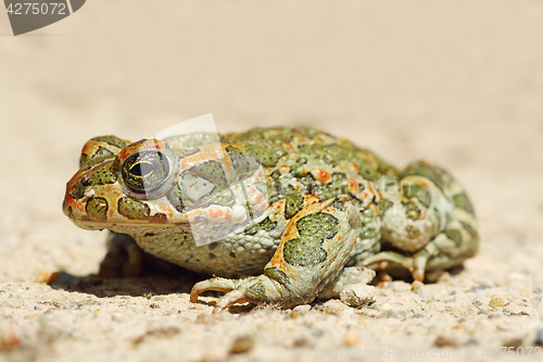 Image of full length image of young green common toad