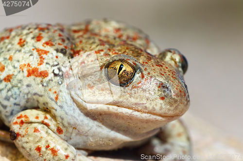 Image of portrait of Pelobates fuscus