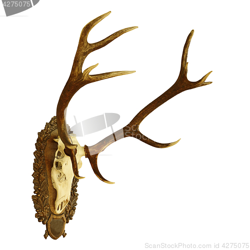 Image of large isolated  red deer hunting trophy