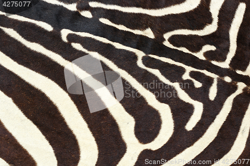 Image of texture of wild zebra natural pelt
