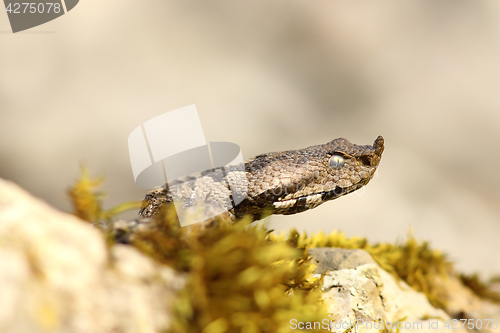 Image of nose horned viper closeup of headnose horned viper closeup of head