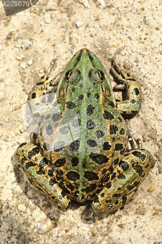 Image of full length image of colorful marsh frog