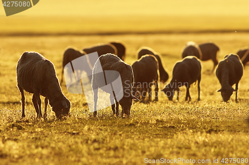 Image of sheep herd in sunrise orange light