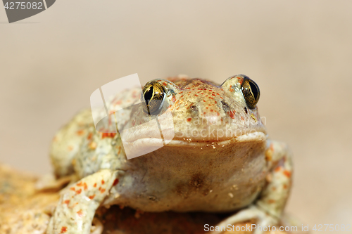 Image of portrait of cute garlic toad