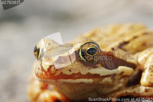 Image of portrait of wild Rana temporaria