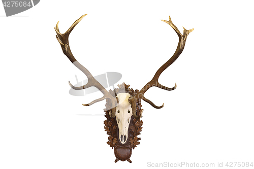 Image of beautiful Cervus elaphus hunting trophy on white